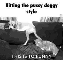 doggy porn|doggystyle